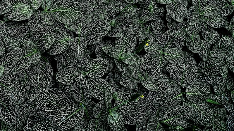 plants核心参数·规格速览